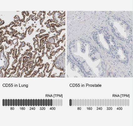 CD55/DAF Antibody