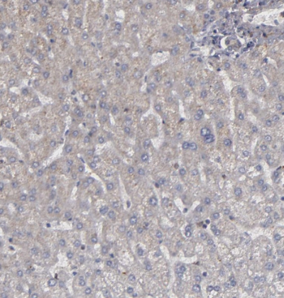CD55/DAF Antibody