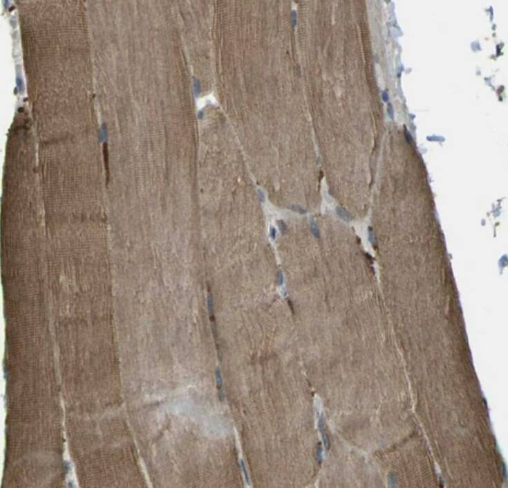 CTR2 Antibody - BSA Free