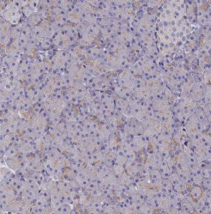 Rapsyn Antibody