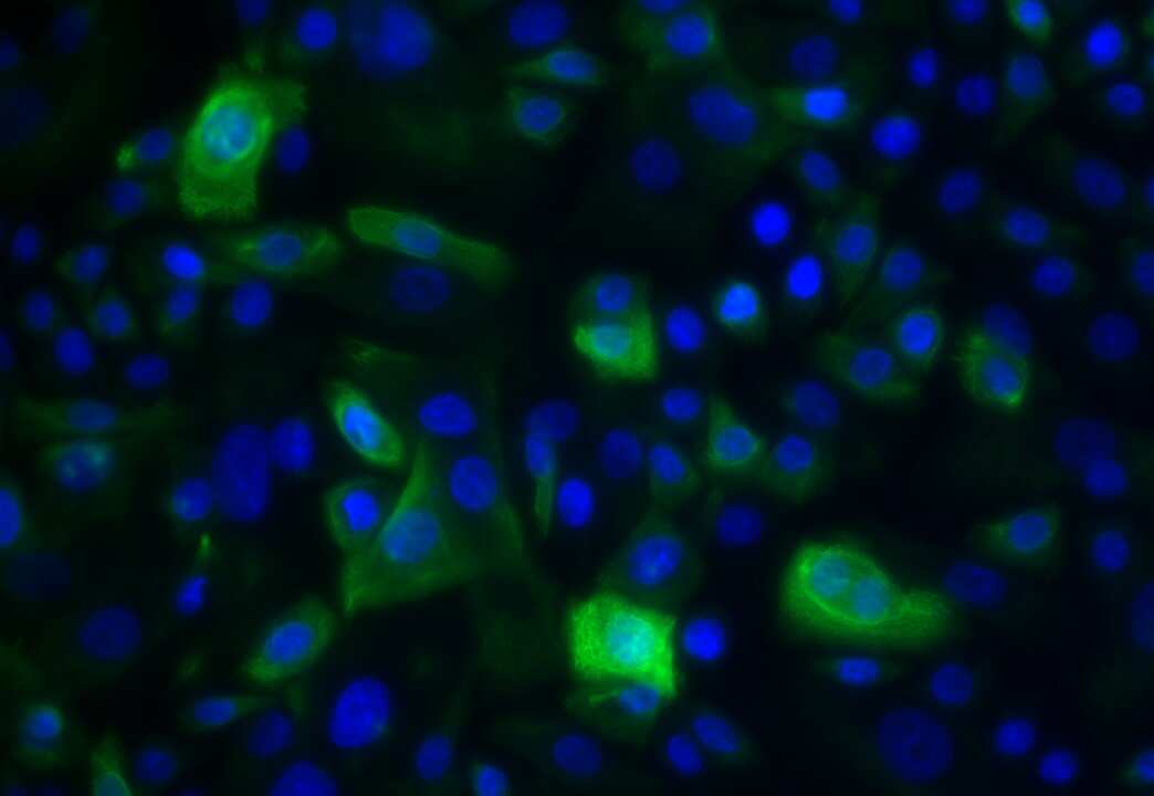 Cytokeratin 15 Antibody