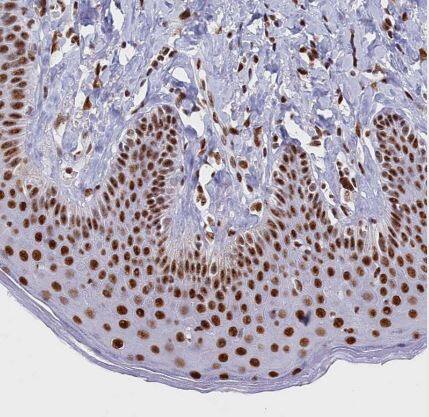 MOSPD3 Antibody
