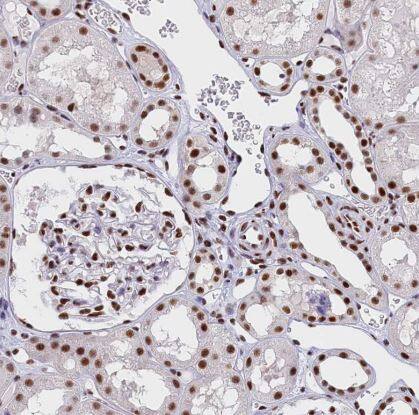 MOSPD3 Antibody