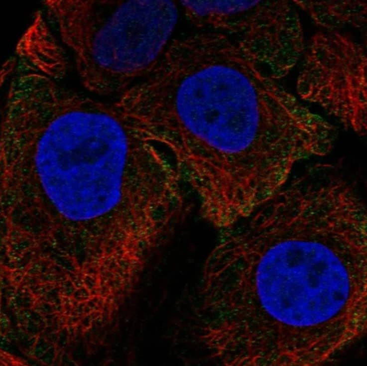 CEACAM5/CD66e Antibody - BSA Free