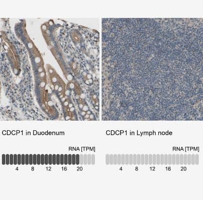 CDCP1 Antibody