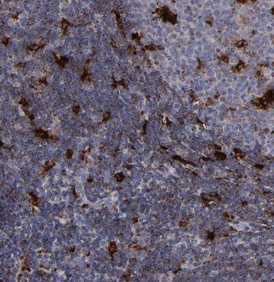 Cathepsin S Antibody