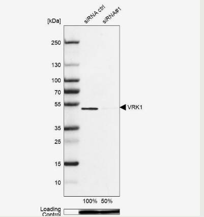 VRK1 Antibody