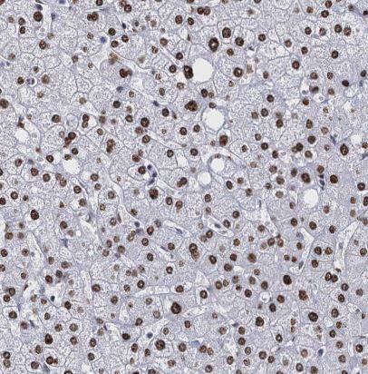 CMAS Antibody