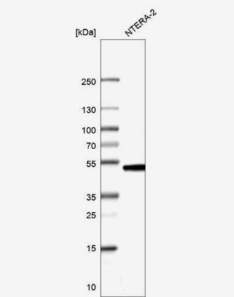 CMAS Antibody