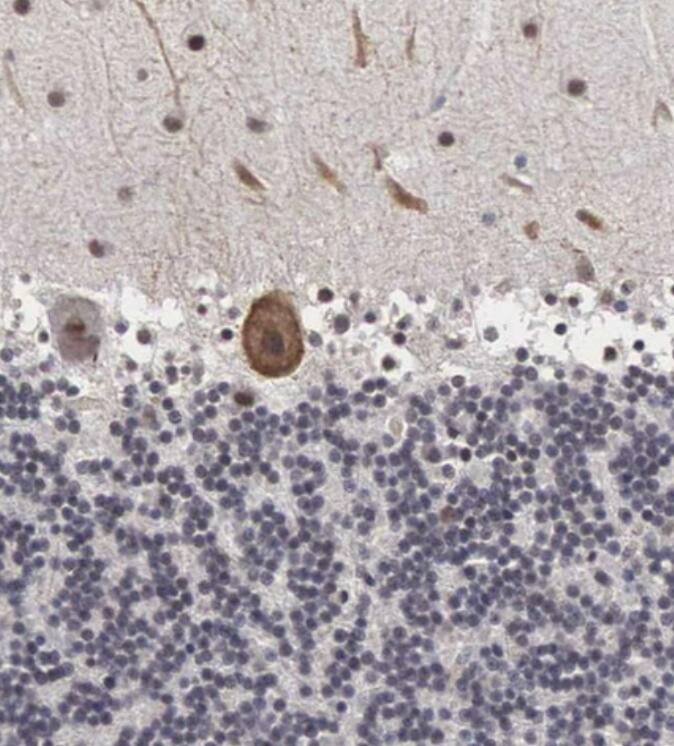 Otx2 Antibody - BSA Free