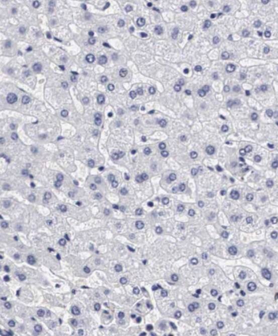 Otx2 Antibody - BSA Free