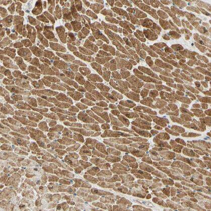 TACE/ADAM17 Antibody