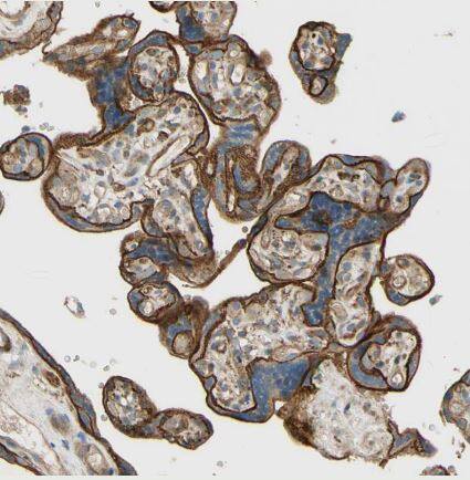 TACE/ADAM17 Antibody