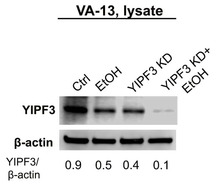 YIPF3 Antibody