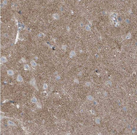 FAM162A Antibody
