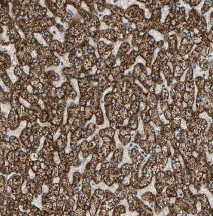 TST Antibody - BSA Free