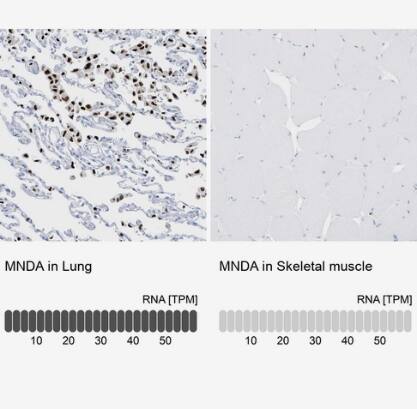 MNDA Antibody - BSA Free
