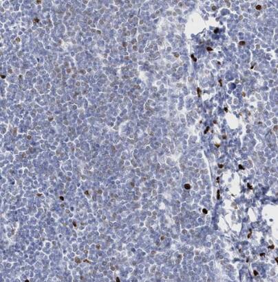 MNDA Antibody - BSA Free