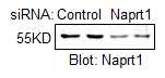 NAPRT1 Antibody