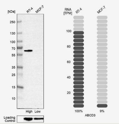 PMP70 Antibody