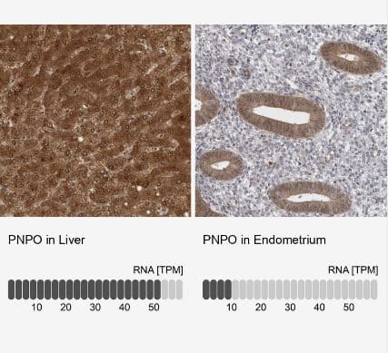 PNPO Antibody