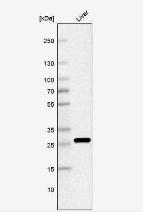 PNPO Antibody