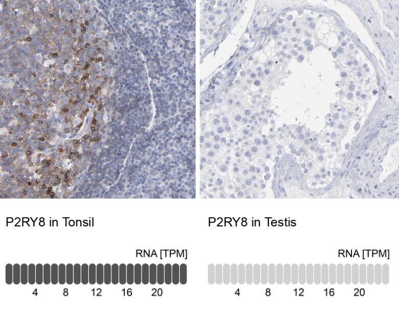 P2Y8 Antibody - BSA Free