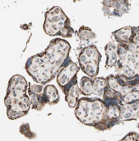 Nesfatin-1/Nucleobindin-2 Antibody