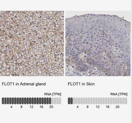 Flotillin-1 Antibody