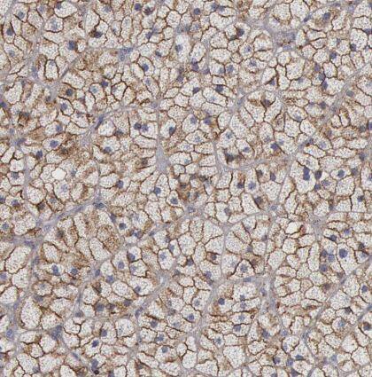 Flotillin-1 Antibody