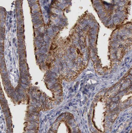 Flotillin-1 Antibody