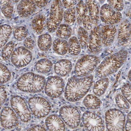 Flotillin-1 Antibody
