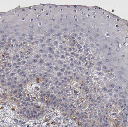 Flotillin-1 Antibody