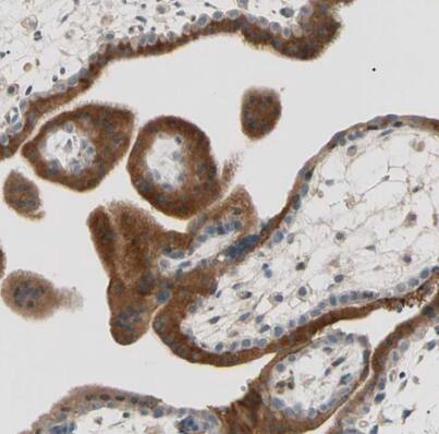 Cadherin-6/KCAD Antibody - BSA Free