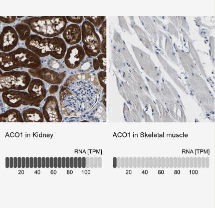 Aconitase 1 Antibody