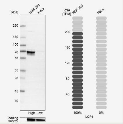 Plastin L Antibody