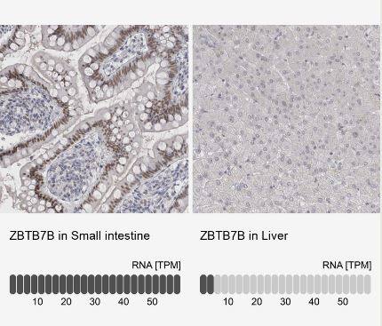 Th-POK Antibody