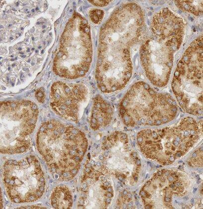 Complement C7 Antibody