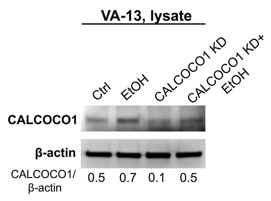 CoCoA Antibody