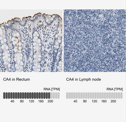 Carbonic Anhydrase IV/CA4 Antibody