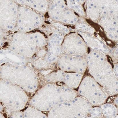 C4 binding protein A Antibody