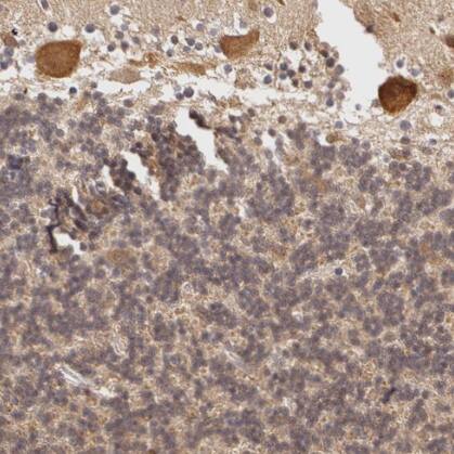 AHSA1 Antibody - BSA Free