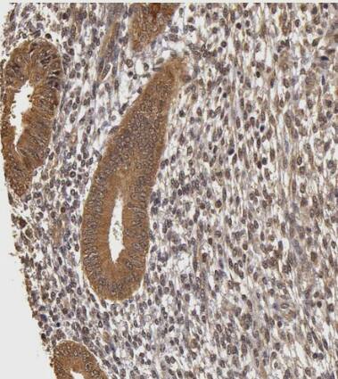 AHSA1 Antibody - BSA Free