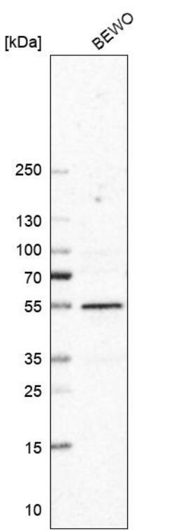 Trim11 Antibody - BSA Free
