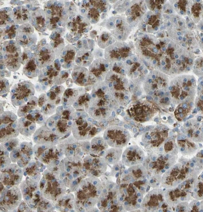 ATP6V1B2 Antibody - BSA Free