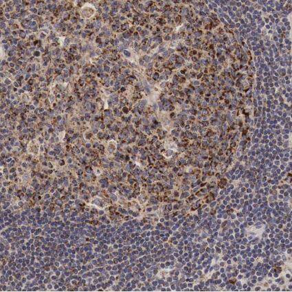 XPNPEP3 Antibody