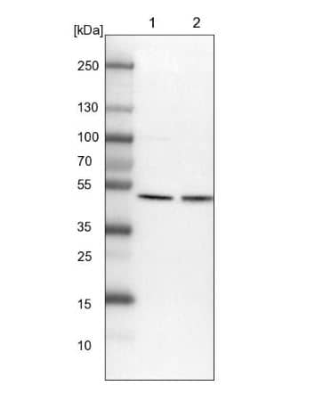 ATG4A Antibody