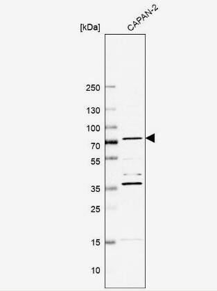 ABP1/AOC1 Antibody