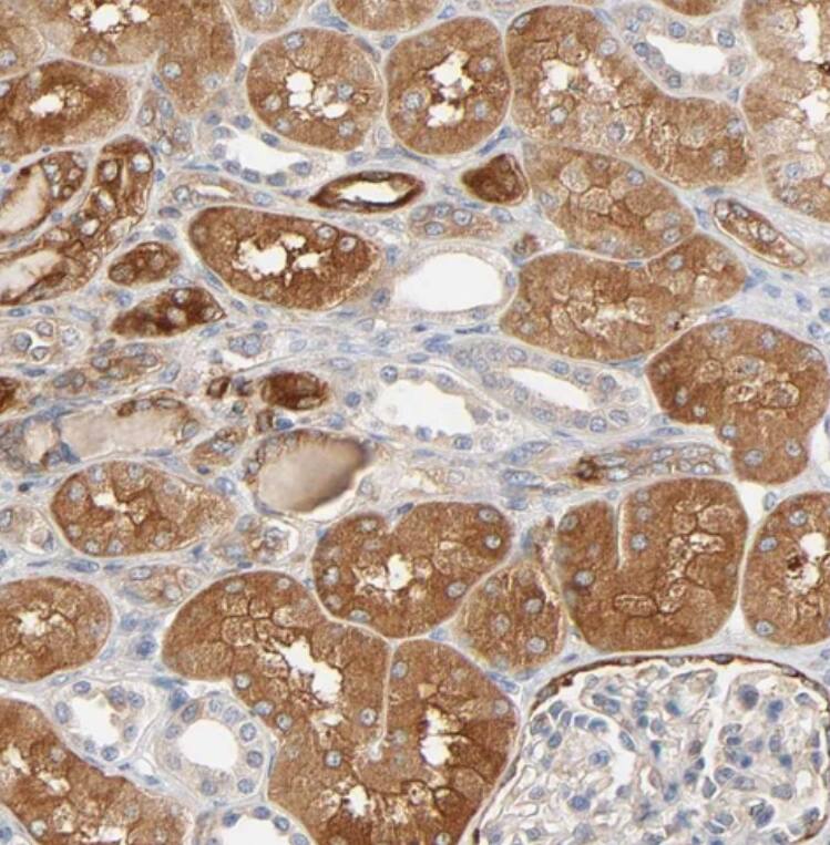 BIN1 Antibody - BSA Free