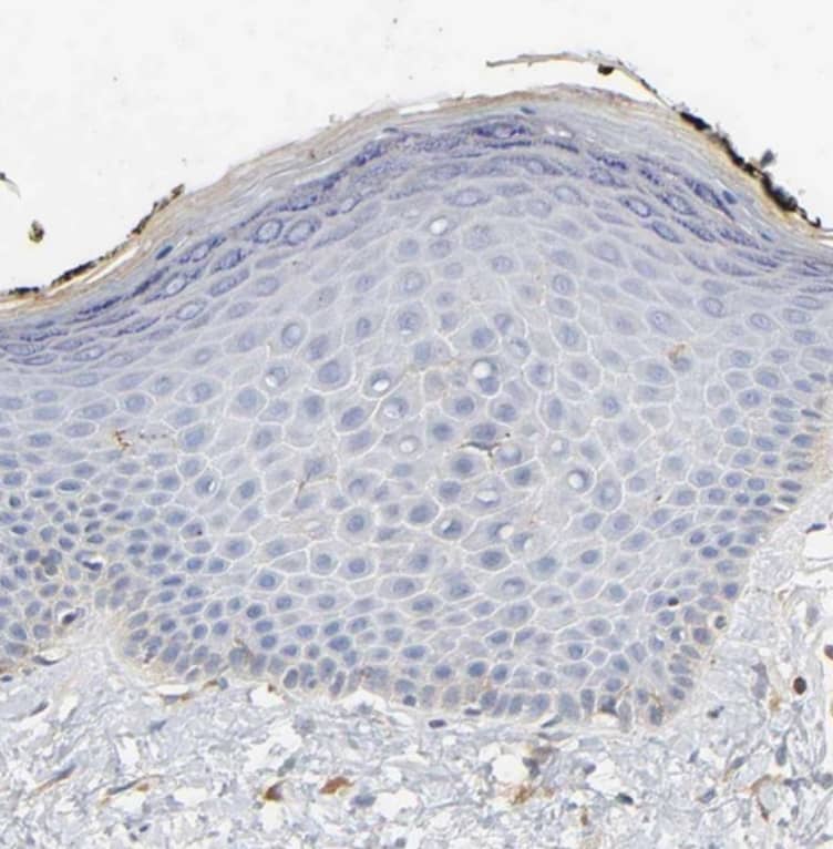 BIN1 Antibody - BSA Free